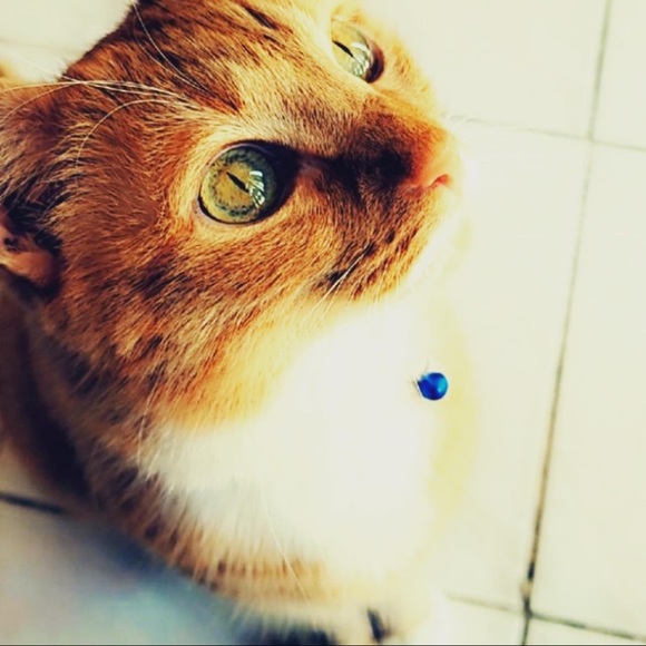 Meet your Posher, Benjamin - Picture 1 of 1